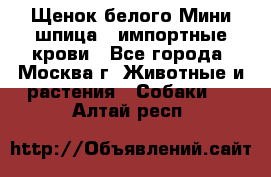 Щенок белого Мини шпица , импортные крови - Все города, Москва г. Животные и растения » Собаки   . Алтай респ.